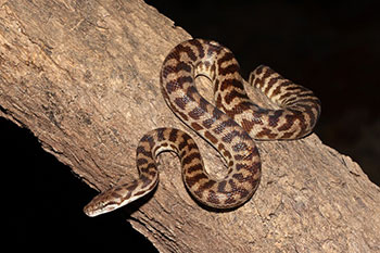 A brown snake with darker brown spotted patterning coiled on a tree trunk