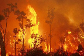 Raging bushfire with flames as tall as the trees