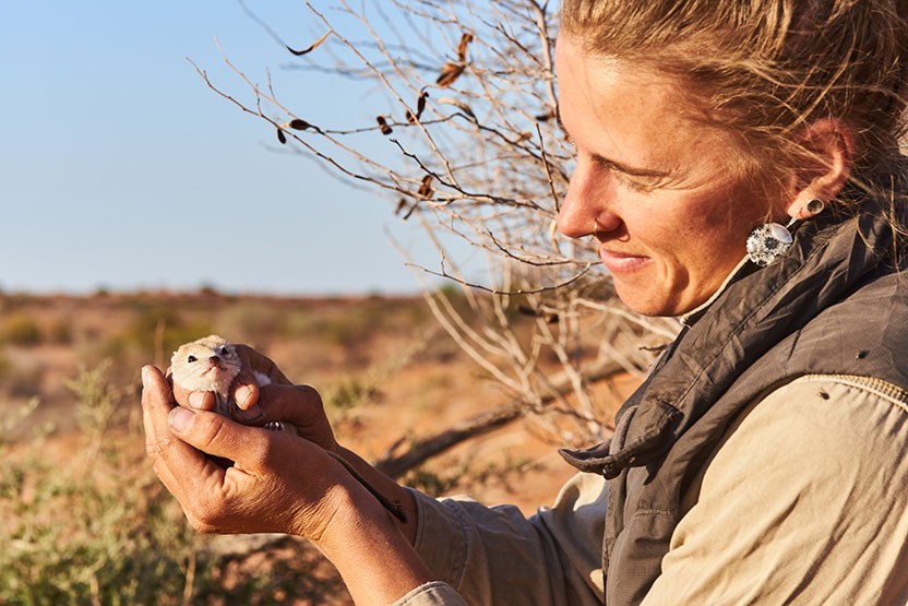 Dympna Cullen holds a crest-tailed mulgara