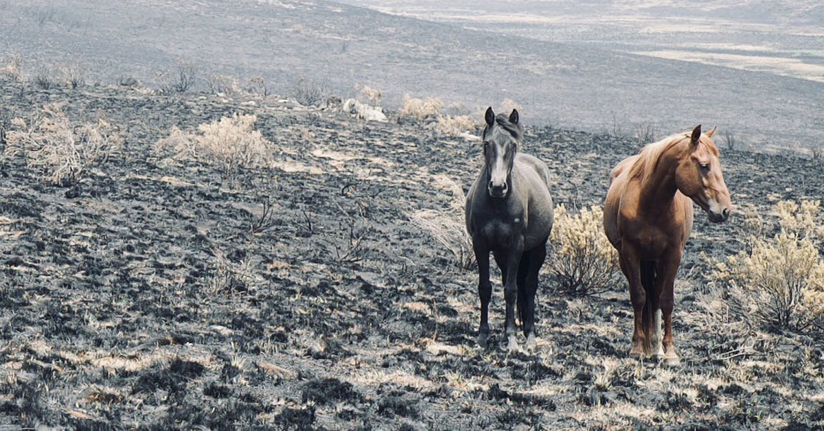 Entire grassy plains landscape blackened by fire with nothing green; in the foreground two horses are standing on burnt ground with nothing to graze on.