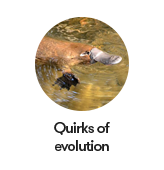 Quirks of evolution