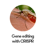 Gene editing with CRISPR