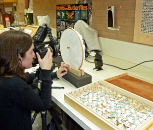 Woman in laboratory photographing a mounted butterfly using special camera equipment