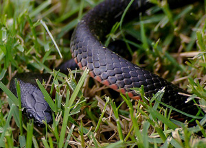 Red-bellied black snake in grass