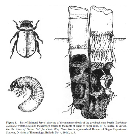 Drawing of grub, beetle, and damage caused to roots of sugar cane