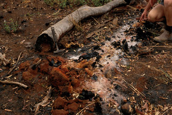 A log laying on bare red and brown ground where almost everything has been burned.