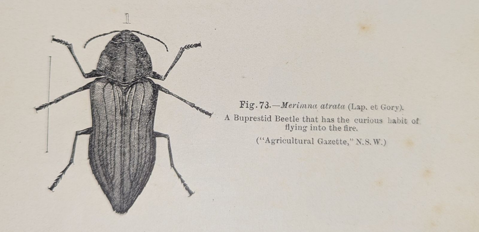 A fire beetle illustration on old yellowed paper.
