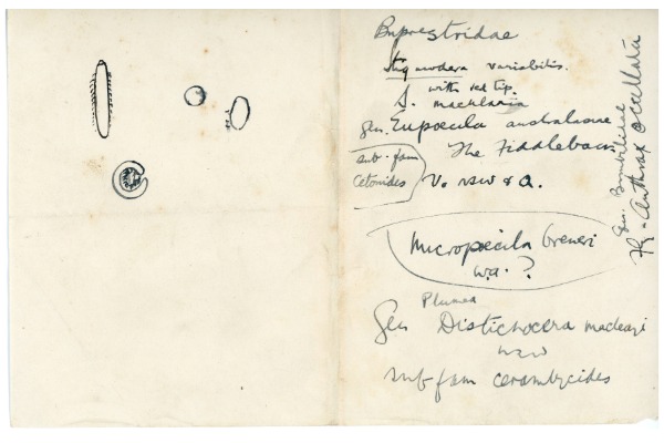 Notes on yellowed paper containing references to jewel and fiddler beetles