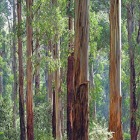Eucalyptus trees