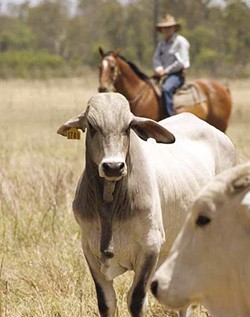 Cattle being mustered onCSIRO’s Belmont Research Station