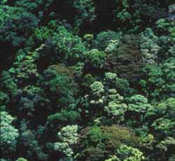 Rainforest canopy