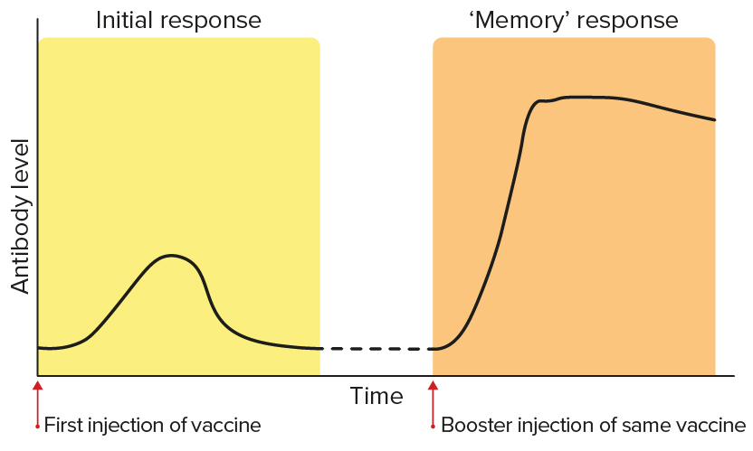 Shows the initial response of antibody levels after the first injection of a vaccine, followed by a much higher and more sustained level after a booster injection of the same vaccine due to 'memory' response.