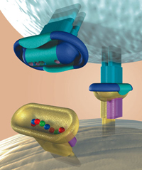 Artist's representation of T-cell receptors and viral–MHC antigen complexes