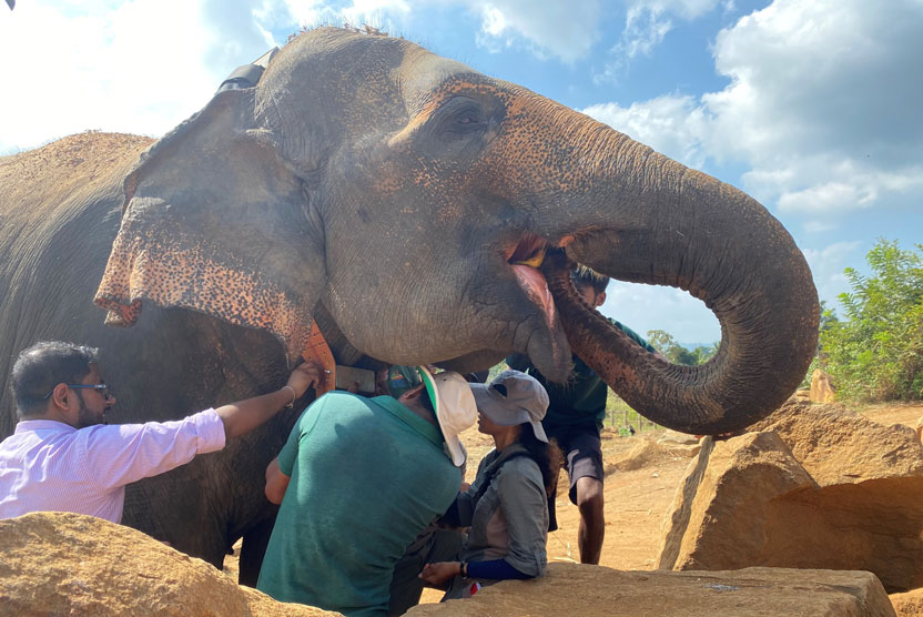 Elephants, buffalo and baboons: the wild side of the Graeme Caughley Travelling Fellowship