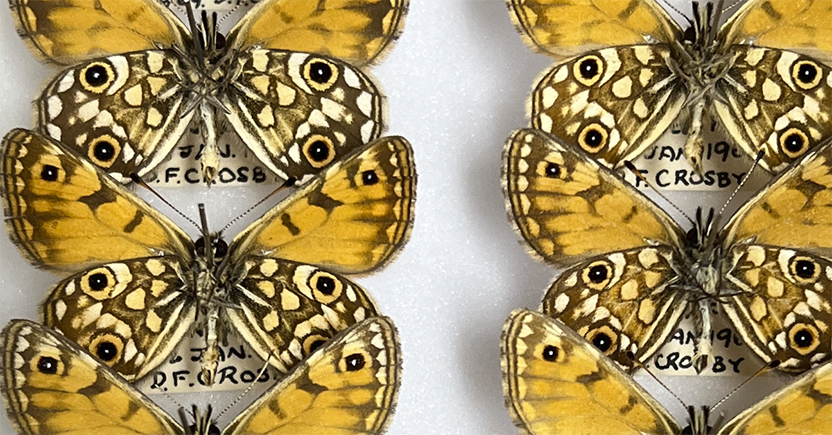 Race to identify Australia’s unknown species before they’re gone