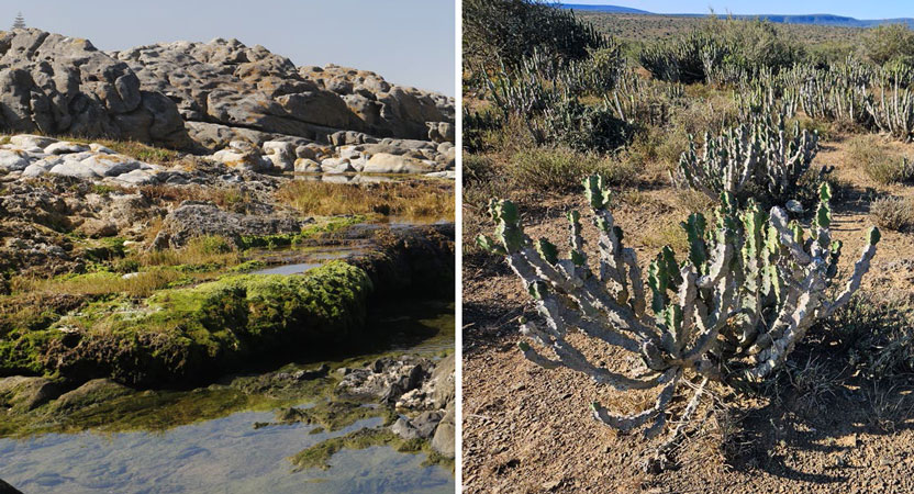 Leading Australian researcher expands international collaborations as a Caughley Fellow