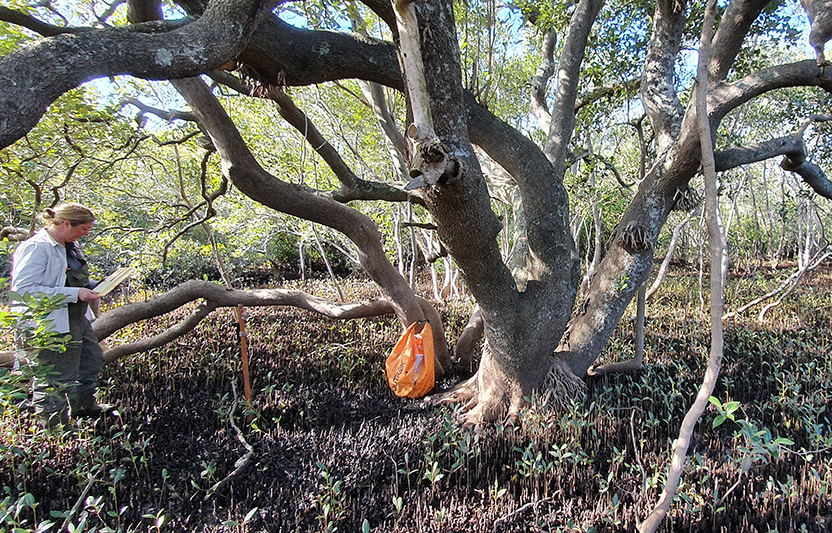 Mangroves help us understand droughts and floods, and the climate-altering chemistry of kelp: Thomas Davies 2020 awardees