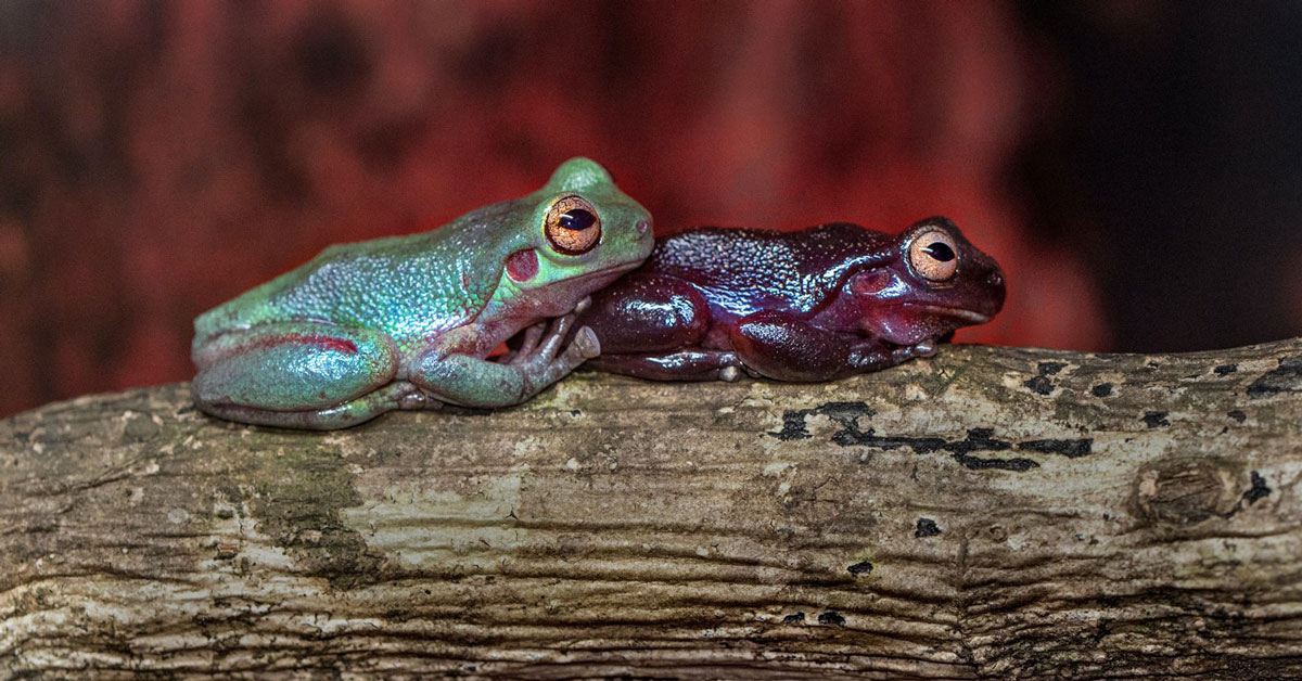 Australia’s leading scientists welcome government response to Samuel review