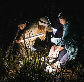Four people using lights at night in a bushy location, kneeling on the ground while looking intently at something one of the people is holding.