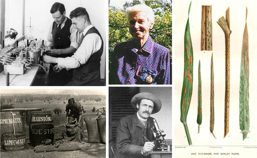Academy journal explores history of plant pathology in Australia