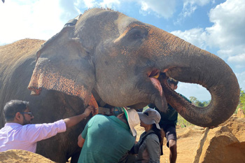 Elephants, buffalo and baboons: the wild side of the Graeme Caughley Travelling Fellowship