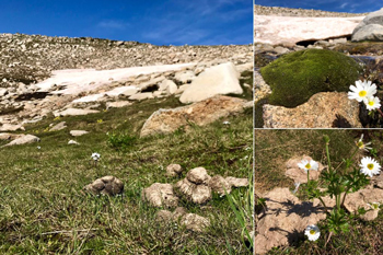 Scientists call on NSW Premier to inspect feral horse damage in Kosciuszko