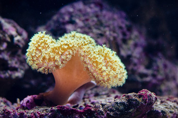 Academy welcomes focus on Great Barrier Reef climate impacts 