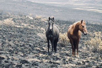 Draft NSW Government park management plan ‘flawed’ and ignores damage caused by feral horses