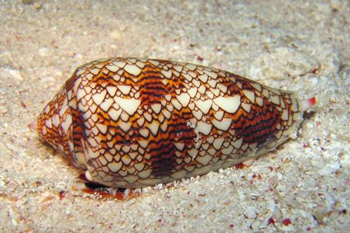 Chronic pain relief from the unlikeliest of places-thumbnail