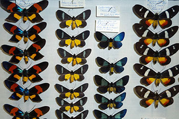 The new plan to unlock secrets of Australasia’s megadiversity-thumbnail