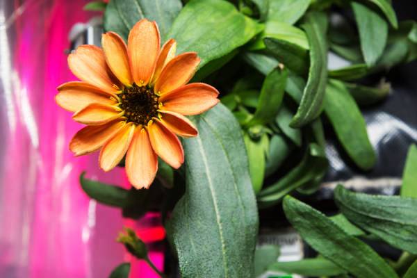 Experts share latest on Plants in Space-thumbnail