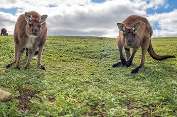 Two kangaroos stand looking at the camera