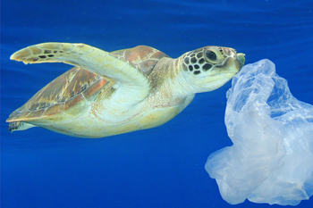 S20 urges measures to tackle marine plastic pollution and other major threats-thumbnail