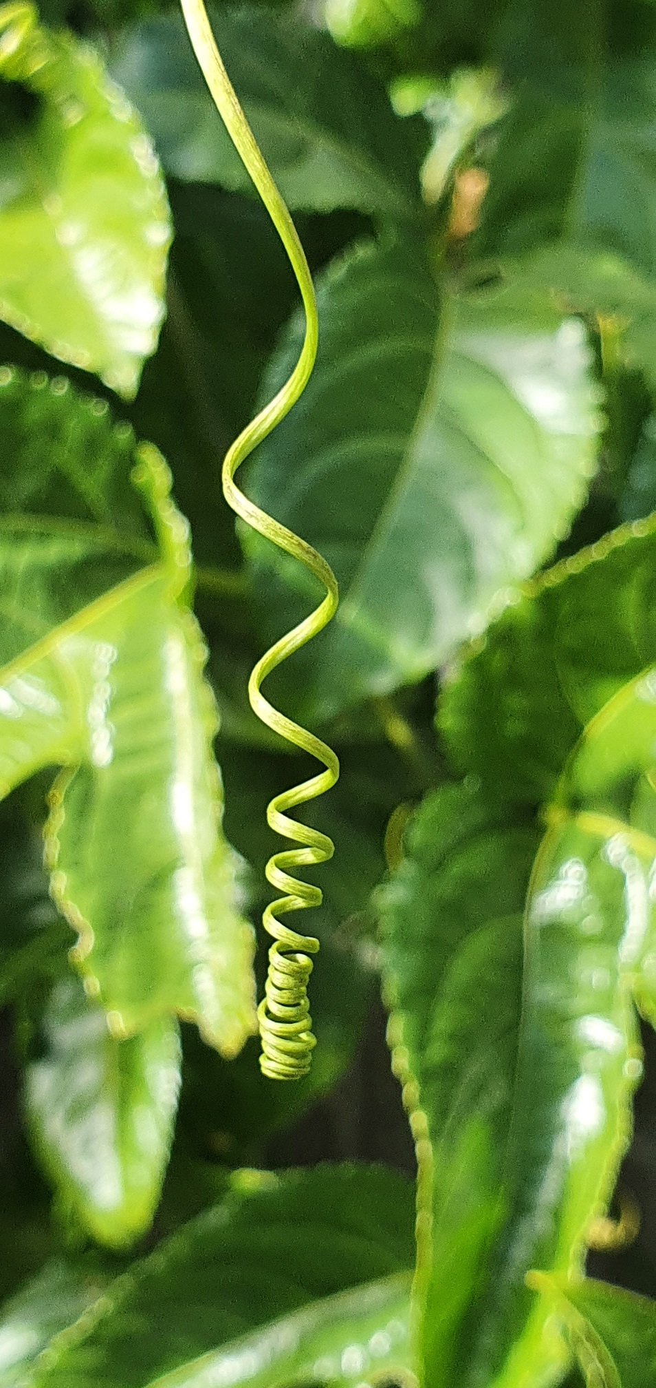Name: Eleanor. Prize: Second. I found this in my backyard growing on the passionfruit vine. I could see other ones wrapped around the wire fence holding up the vine. It looks like a corkscrew and this shape is called a helix in maths.