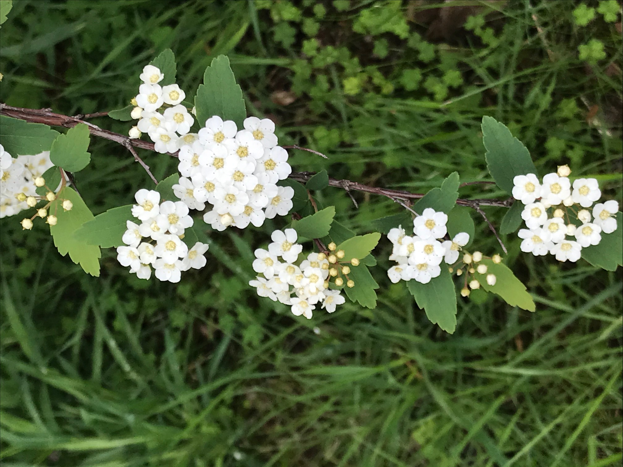 Name: Reyhane. Prize: Shortlist. In each group of flower buds there is 8 flower buds. This type of flower is called spring flower. Each of these flowers are 1.5cm long. All the leaves are symmetrical vertically. Each Flower has 5 petals. On each flower there is some dots.
